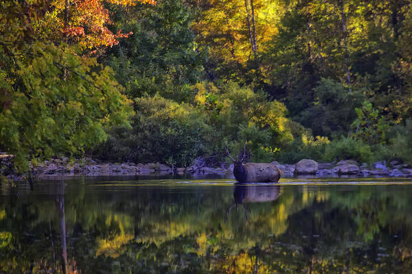 Fall Color Art Print featuring the photograph Bull Elk in Reflecting Pool Buffalo National River by Michael Dougherty