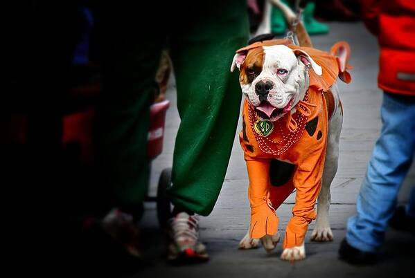 Bulldog Art Print featuring the photograph Bulldog in Orange Costume by Jim Albritton