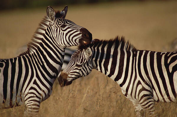 Mp Art Print featuring the photograph Burchells Zebra Equus Burchellii Pair by Gerry Ellis