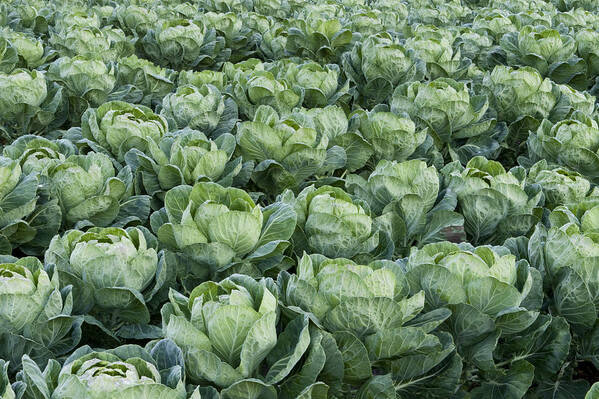 00429823 Art Print featuring the photograph Cabbage Field Santa Cruz California by Sebastian Kennerknecht