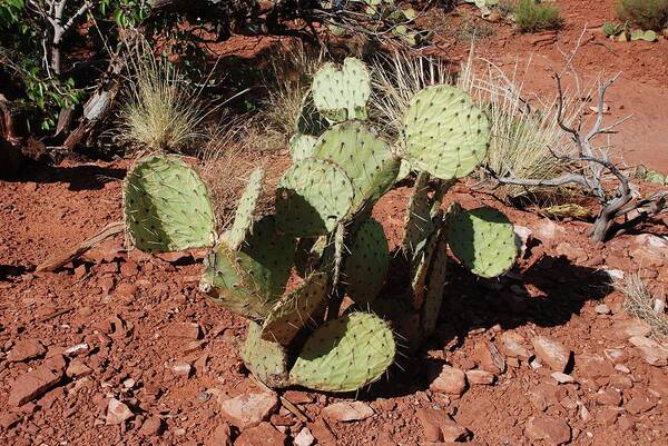 Cactus Art Print featuring the photograph Cactus by Dany Lison