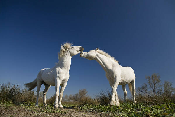 Mp Art Print featuring the photograph Camargue Horse Equus Caballus Stallions by Konrad Wothe