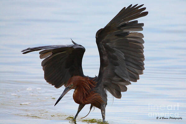 Reddish Egret Art Print featuring the photograph Canopy hunting by Barbara Bowen