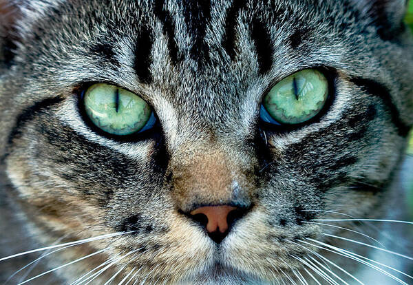 Eyes Art Print featuring the photograph Cat face by Jean Noren