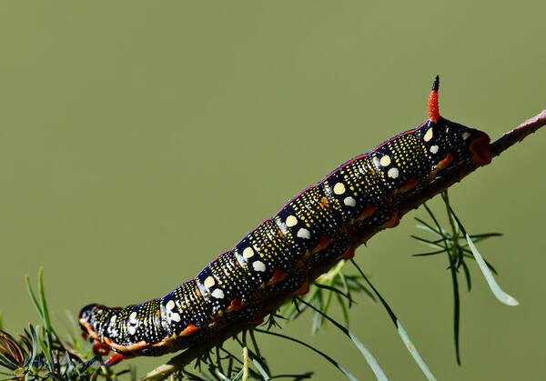 Caterpillar Art Print featuring the photograph Caterpillar by Edward Kovalsky