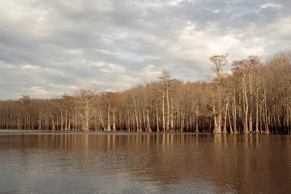 Baldcypress Art Print featuring the photograph Champion Lake by Daniel Reed