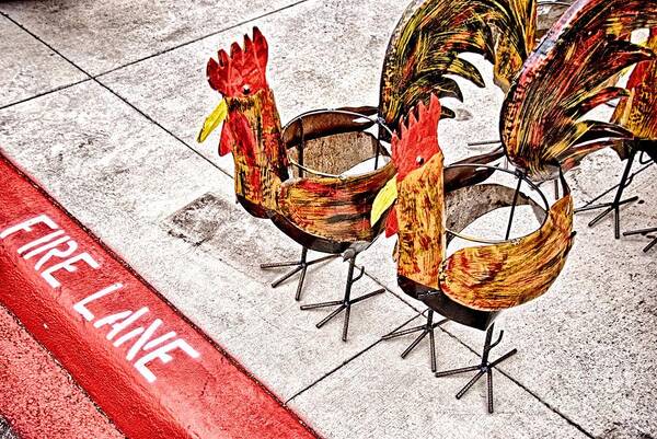 Chicken Art Print featuring the photograph Chicken Crossing by Ken Williams
