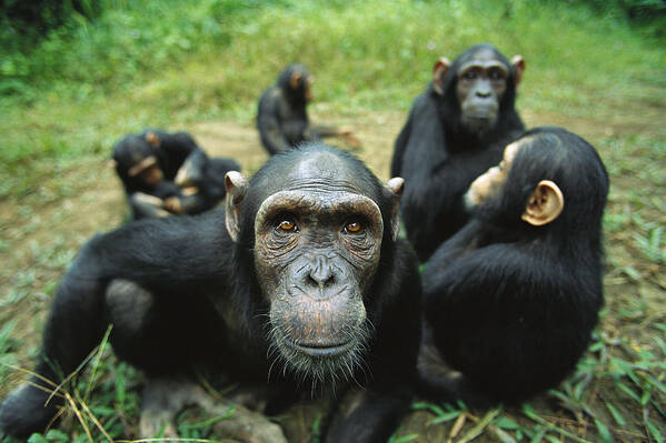 Mp Art Print featuring the photograph Chimpanzee Pan Troglodytes Female by Cyril Ruoso