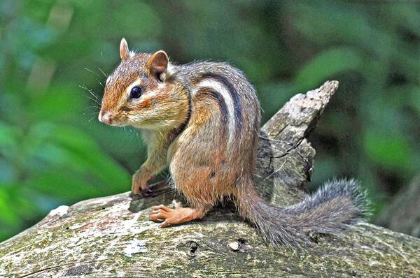 Squirrel Art Print featuring the photograph Chipmunk by Rodney Campbell