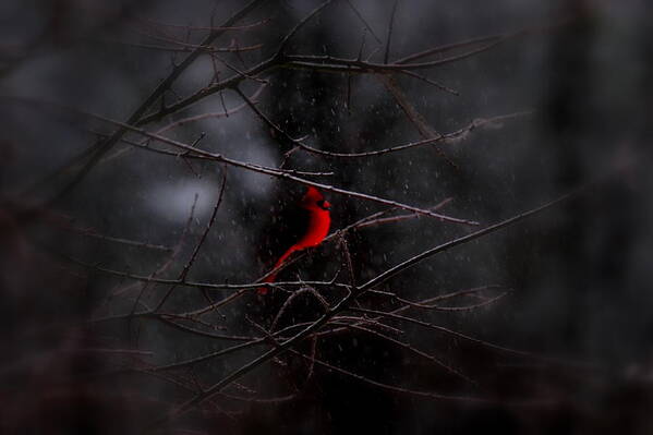 Northern Cardinal Art Print featuring the photograph Christmas Eve - Northern Cardinal by Travis Truelove