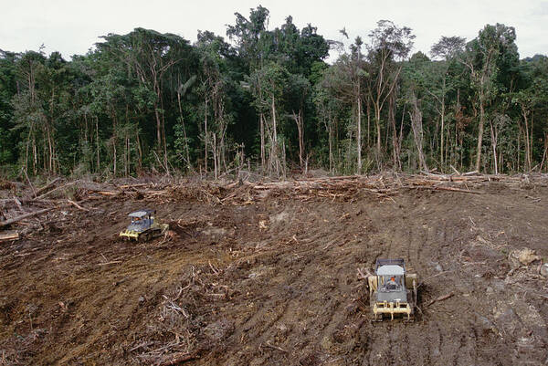 Mp Art Print featuring the photograph Clearing Of Tropical Rainforest South by Gerry Ellis