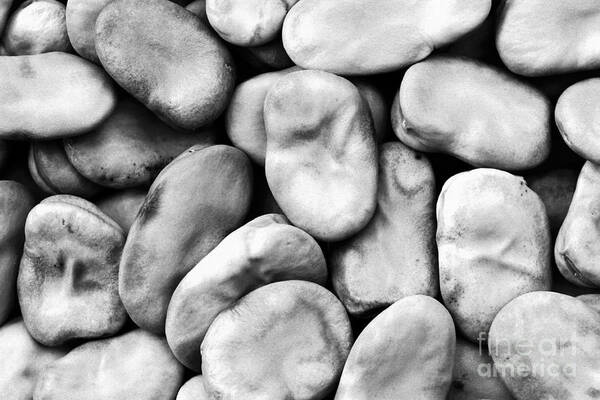 Fava Beans Art Print featuring the photograph Closeup of fava beans by Gaspar Avila