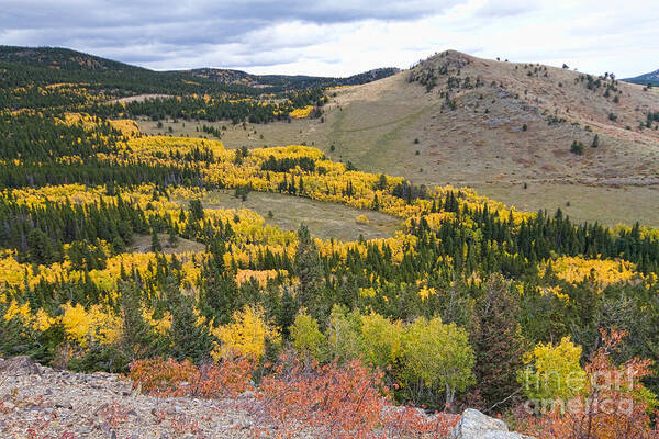 Colorful Art Print featuring the photograph Colorado Autumn Aspens Colors by James BO Insogna