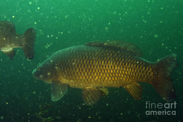 Fish Art Print featuring the photograph Common Carp by Ted Kinsman
