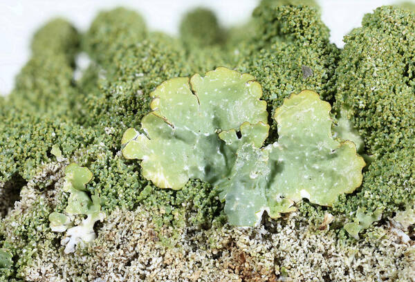 Common Greenshield Art Print featuring the photograph Common Greenshield Lichen by Ted Kinsman