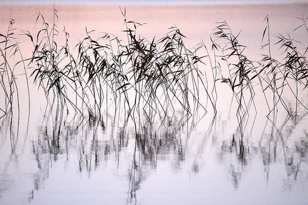 Haukkajarvi Art Print featuring the photograph Common reeds by Jouko Lehto