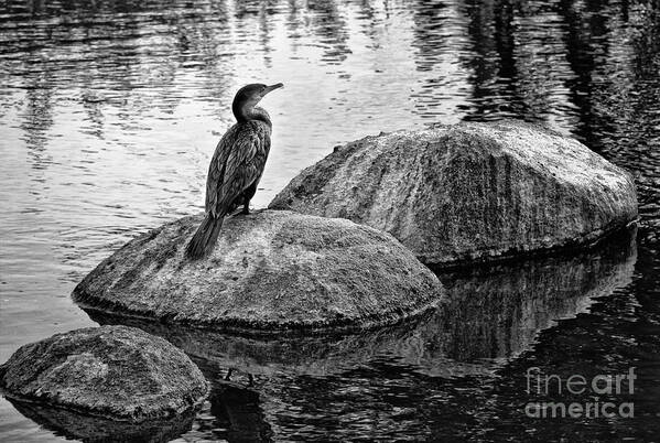 Cormorant Art Print featuring the photograph Cormorant on Rocks by Jim Moore