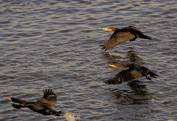 Cormorants Art Print featuring the photograph Cormorants in Flight 2 by Lawrence Christopher
