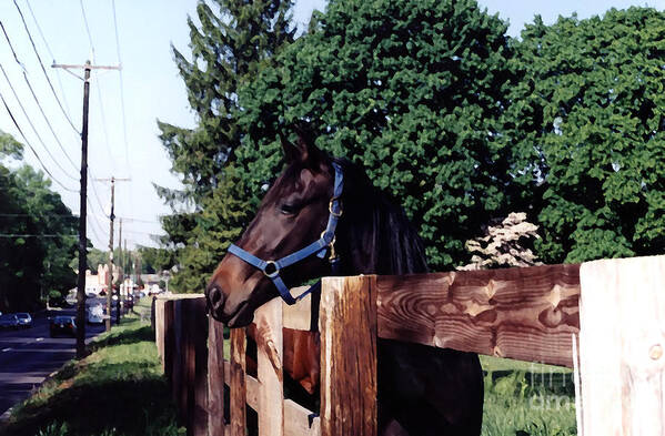 Animal Art Print featuring the photograph Corralled By Progress by Susan Stevenson