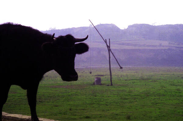 Bells Art Print featuring the photograph Cow and well by Emanuel Tanjala