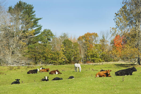 Cow Art Print featuring the photograph Cows Laying On Grass In Farm Field Autumn Maine by Keith Webber Jr