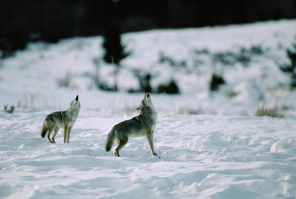 Mp Art Print featuring the photograph Coyote Canis Latrans Pair Howling by Michael Quinton