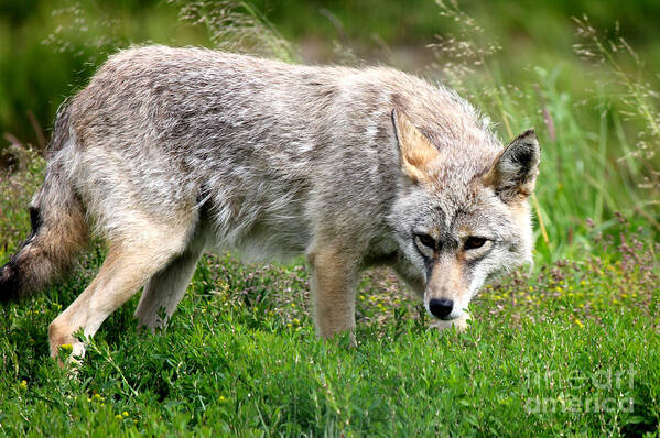 Coyotes Art Print featuring the photograph Coyote On The Prowl by Kathy White