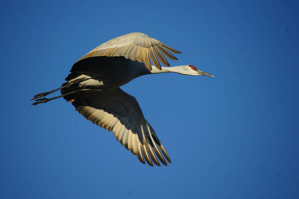 Bird Art Print featuring the photograph Crane In Flight by Diana Douglass