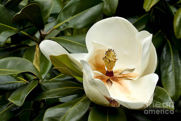 Flower Art Print featuring the photograph Creamy Magnolia by Teresa Zieba