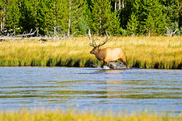 Bull Elk Art Print featuring the photograph Crossing the Madison by Greg Norrell