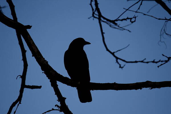Crow Art Print featuring the photograph Crow Silhouette by Trent Mallett