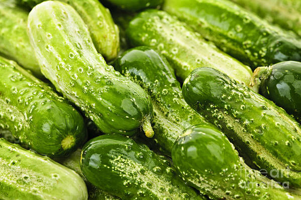 Cucumbers Art Print featuring the photograph Cucumbers by Elena Elisseeva