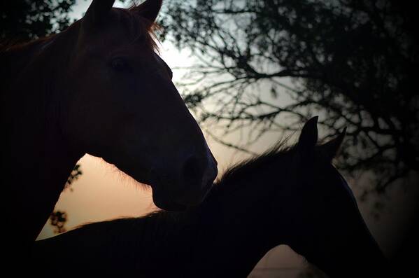 Horse Art Print featuring the photograph Curiosity by Kelly Kitchens