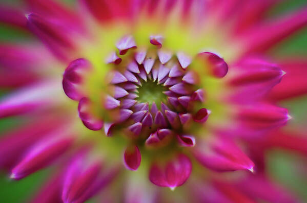 Close-up Art Print featuring the photograph Dahlia Color by Greg Nyquist