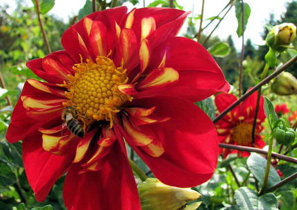 Oregon Art Print featuring the photograph Dahlia Make My Day 1 by Lora Fisher