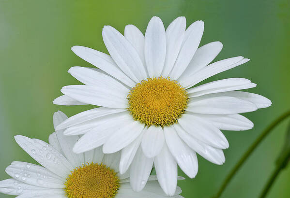 Flower Art Print featuring the photograph Daisy by Gordon Ripley