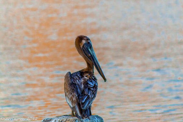 Pelican Art Print featuring the photograph Days End Pelican by Shannon Harrington