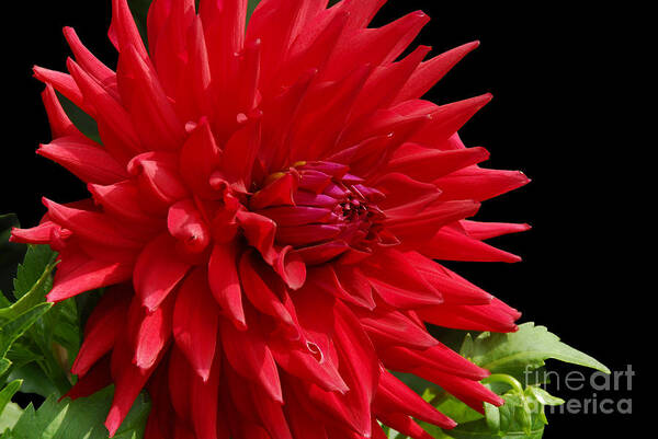 Dahlia Art Print featuring the photograph Decked out Dahlia by Cindy Manero