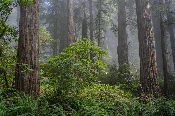 Redwoods Art Print featuring the photograph Del Norte Redwoods by Greg Nyquist