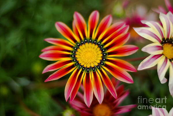 Flower Art Print featuring the photograph Delicate Designs by Syed Aqueel