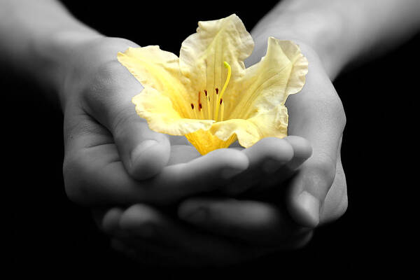 Hands Art Print featuring the photograph Delicate Yellow Flower In Hands by Tracie Schiebel