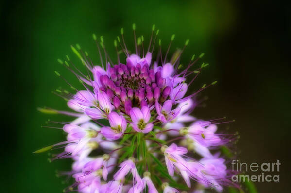 Rocky Mountain Art Print featuring the photograph Desert Bloosom by Donna Greene