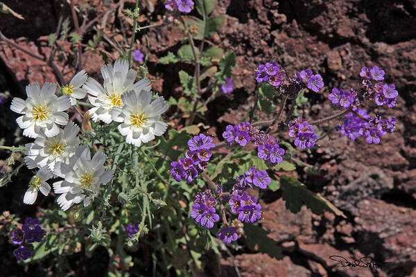 Nature Art Print featuring the photograph Desert Chicory and Heliotrope by David Salter