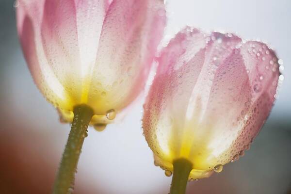 Tulipa Art Print featuring the photograph Dew On Tulips by Craig Tuttle