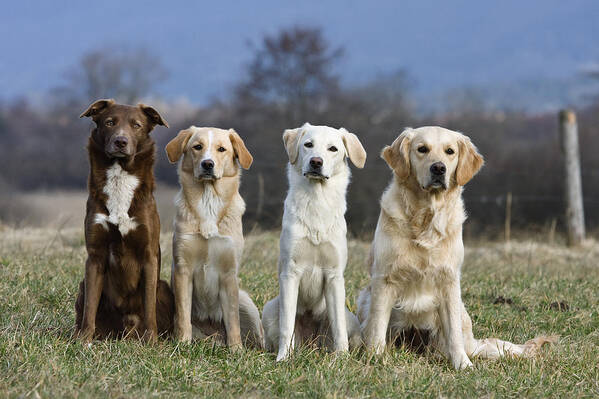 Mp Art Print featuring the photograph Domestic Dog Canis Familiaris Group by Konrad Wothe