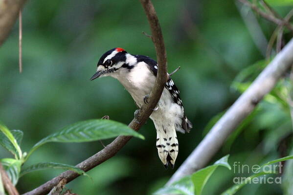 Tamarac Birds Art Print featuring the photograph Downy Woodpecker by Jennifer Zelik