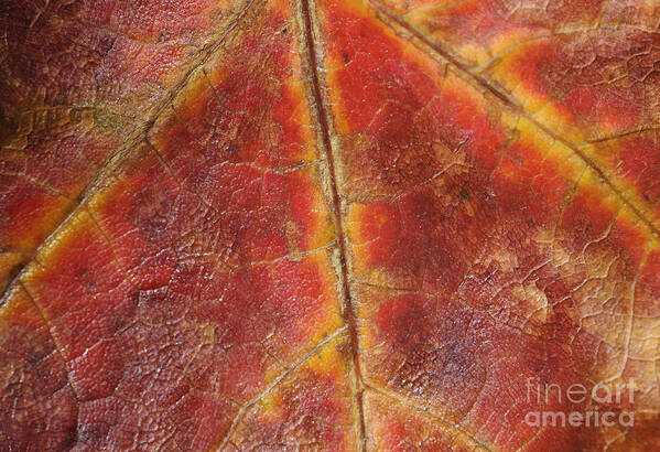 Maple Art Print featuring the photograph Dragon's Breath by Luke Moore