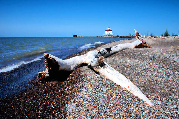 Erie Lake Art Print featuring the photograph Driftwood at Erie by Michelle Joseph-Long