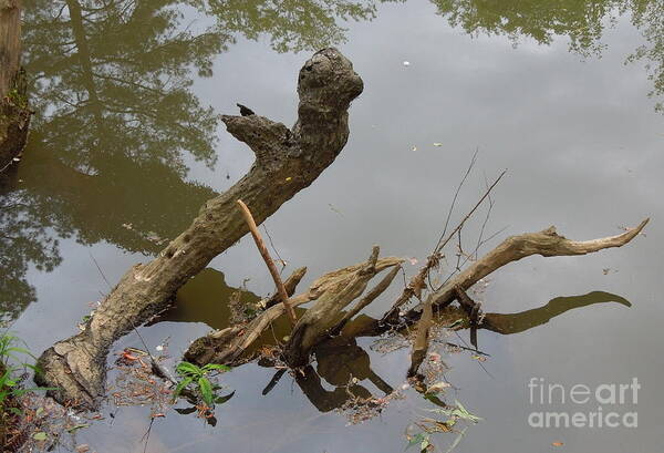 Driftwood Art Print featuring the photograph Driftwood by Renee Trenholm