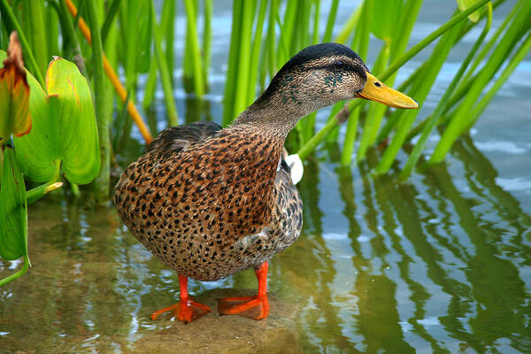 Background Bird Colorful Daylight Duck Eye Feathers Foot Green Head Look Lovely Male Mallard Outdoors Red Stand Standing Watch Watching Water Wild Wildlife Wings Art Print featuring the photograph Duck on water by Paul Ge